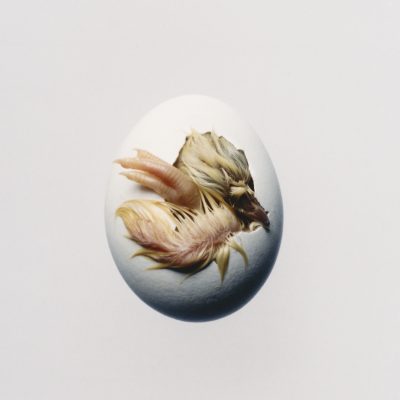 Swallow! Artwork Swallow! Artwork
